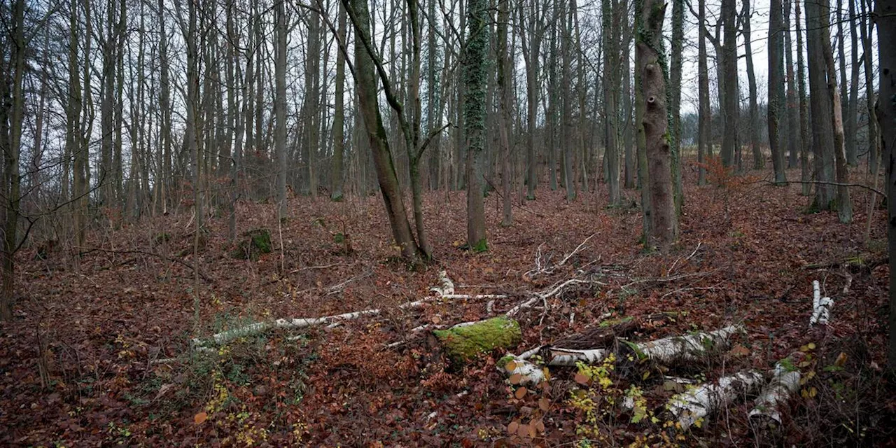 Entsetzliche Entdeckung: 40-j&auml;hrige Vermisste aus Bayern tot aufgefunden - Verd&auml;chtiger festgenommen