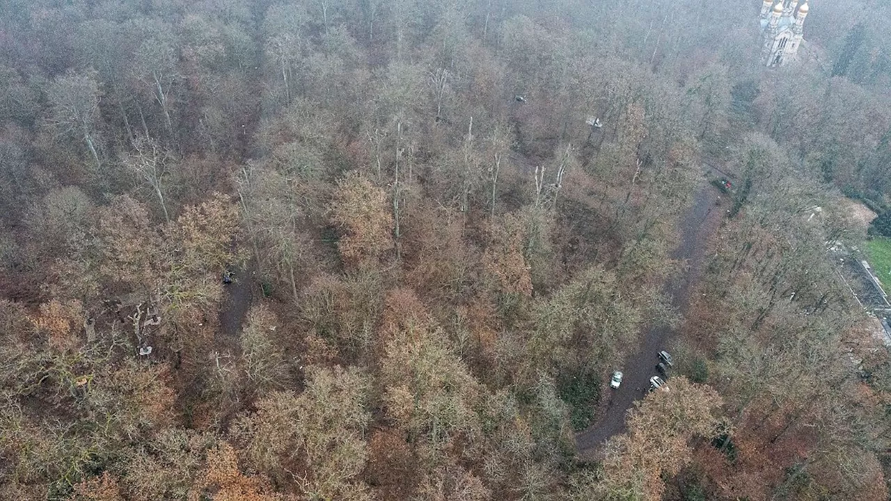 Hessen: Stadtwald Wiesbaden zum 'Waldgebiet des Jahres' gekürt