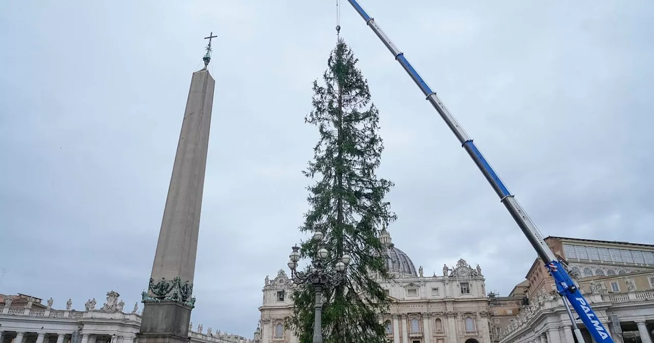 Alle Jahre wieder: Öko-Streit um Papst-Weihnachtsbaum