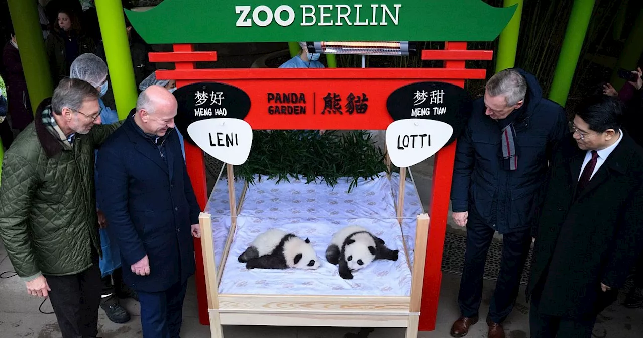 Berliner Panda-Mädchen heißen Leni und Lotti