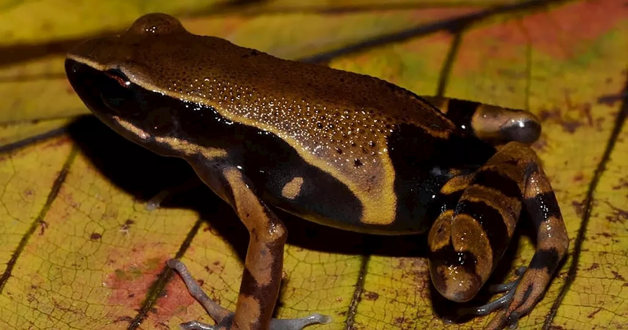 Kongobecken ist «Schatztruhe der biologischen Vielfalt»