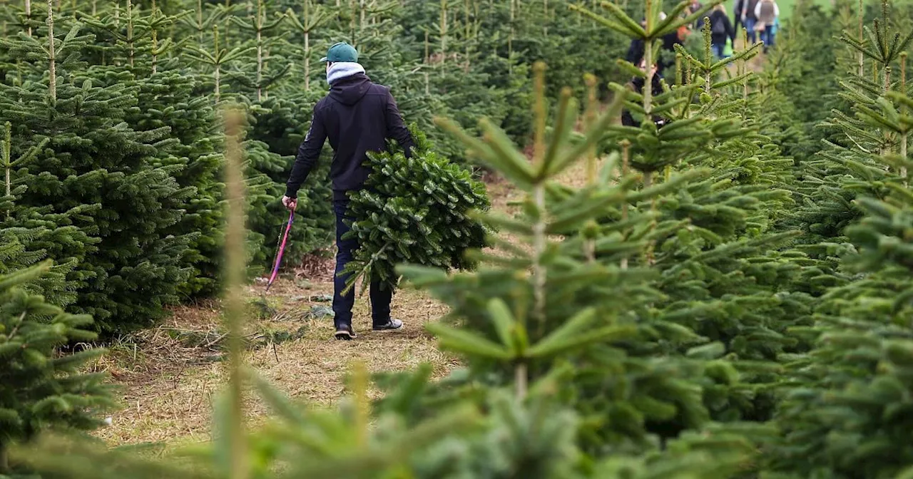 Lauern Zecken im Weihnachtsbaum?