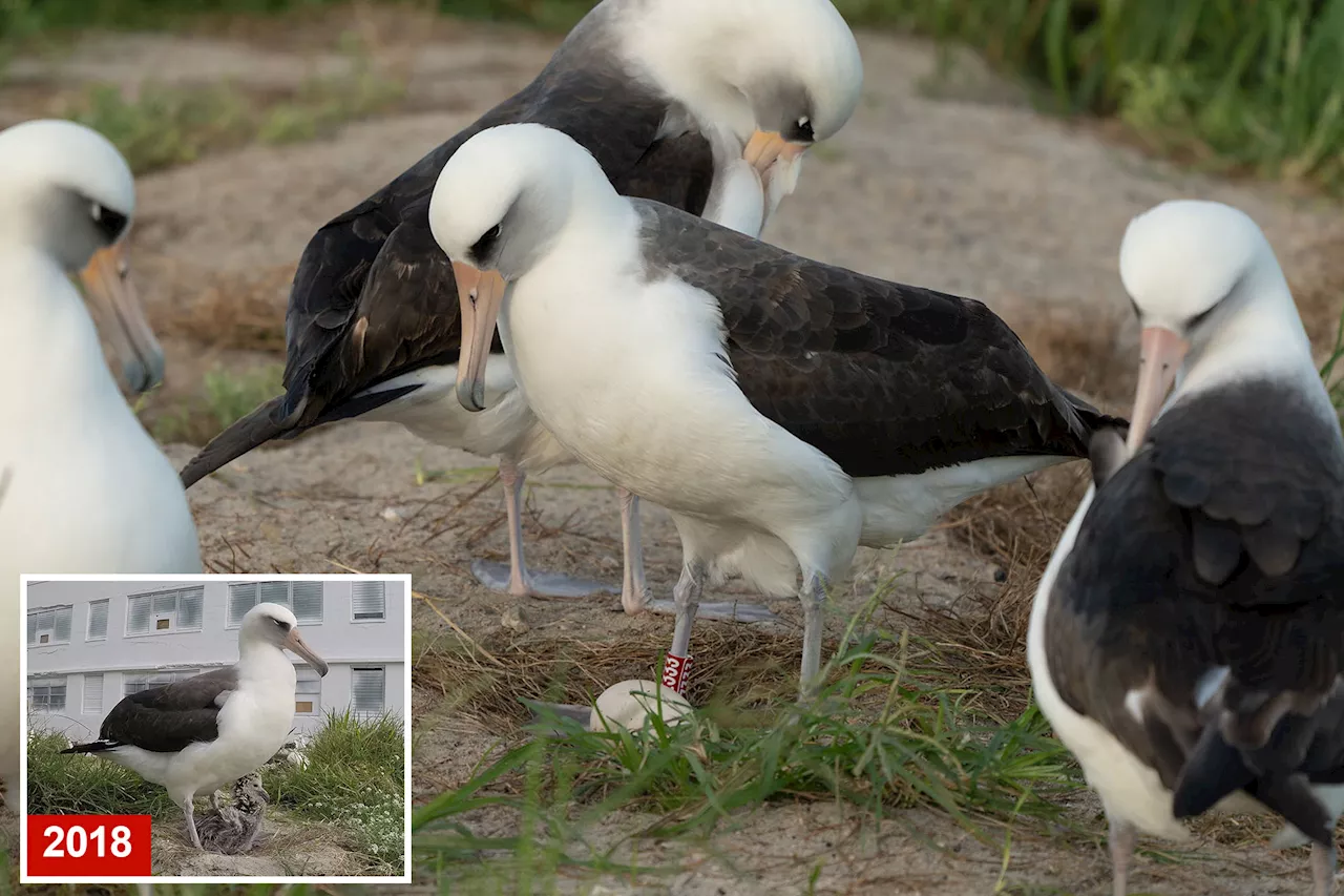 World’s oldest-known wild bird lays an egg in Hawaii at age 74