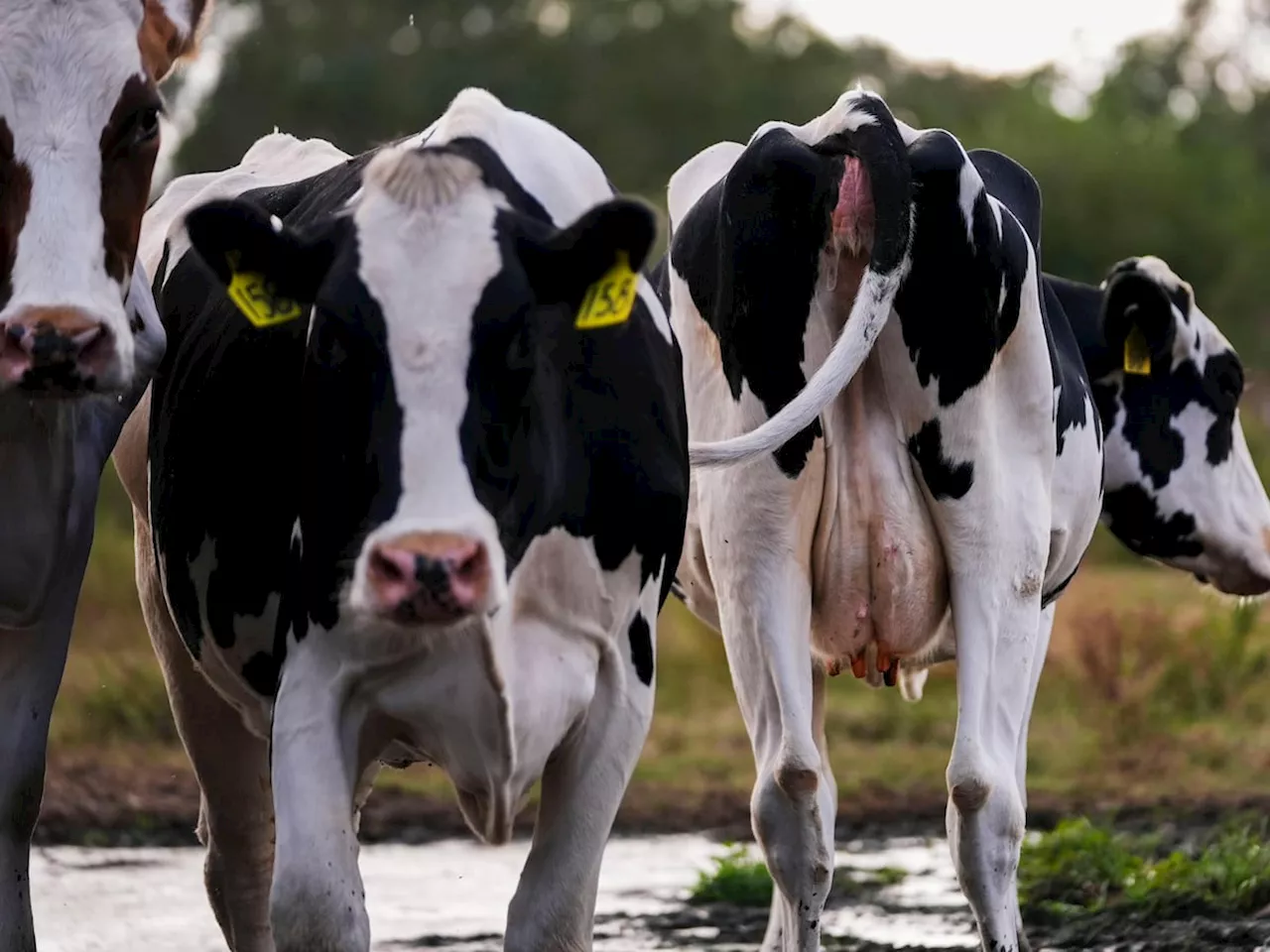 Copy of Lurpak owner defends methane-cutting feed supplement trial amid boycott calls