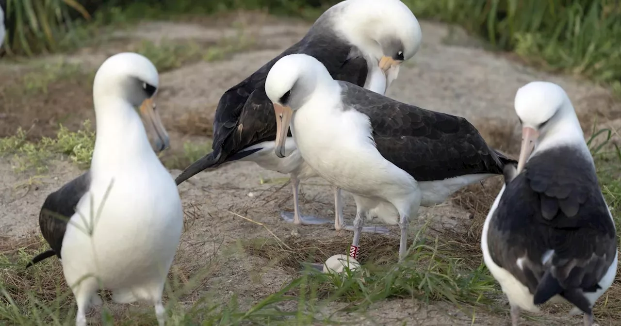 Aos 74 anos, ave selvagem mais velha do mundo põe ovo no Havai