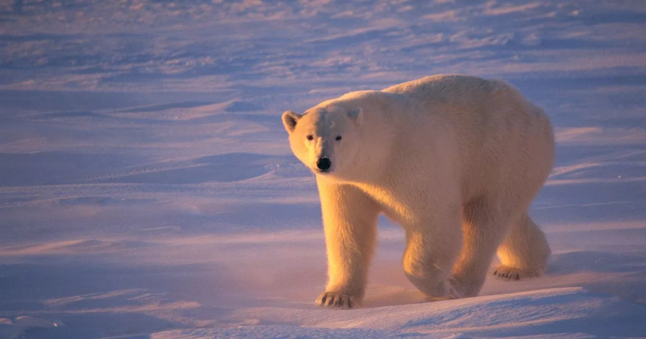 Homem ferido com gravidade ao defender mulher de ataque (surpresa) de urso polar em casa