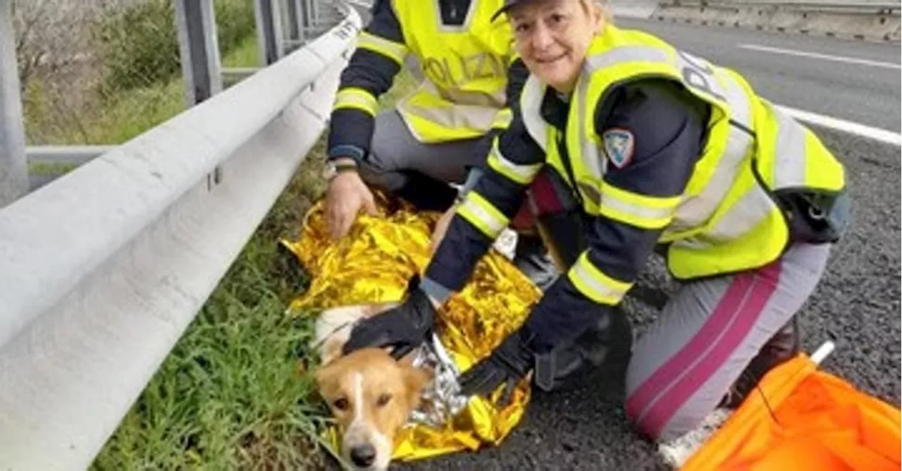 Codice della strada: ecco le nuove sanzioni per chi abbandona animali in strada