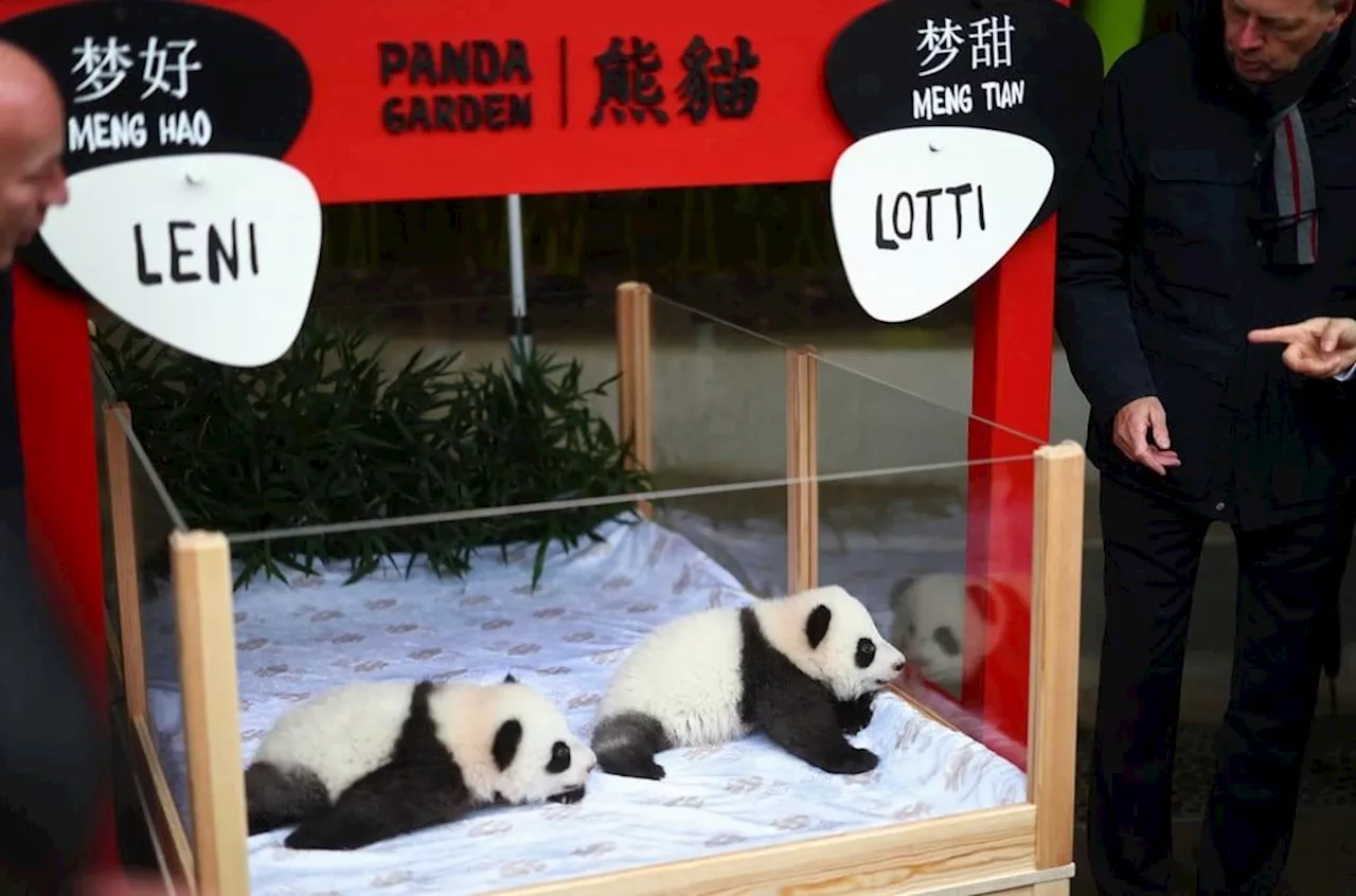 Berlin names new panda twins Leni and Lotti, or ‘Meng Hao’ and ‘Meng Tian’