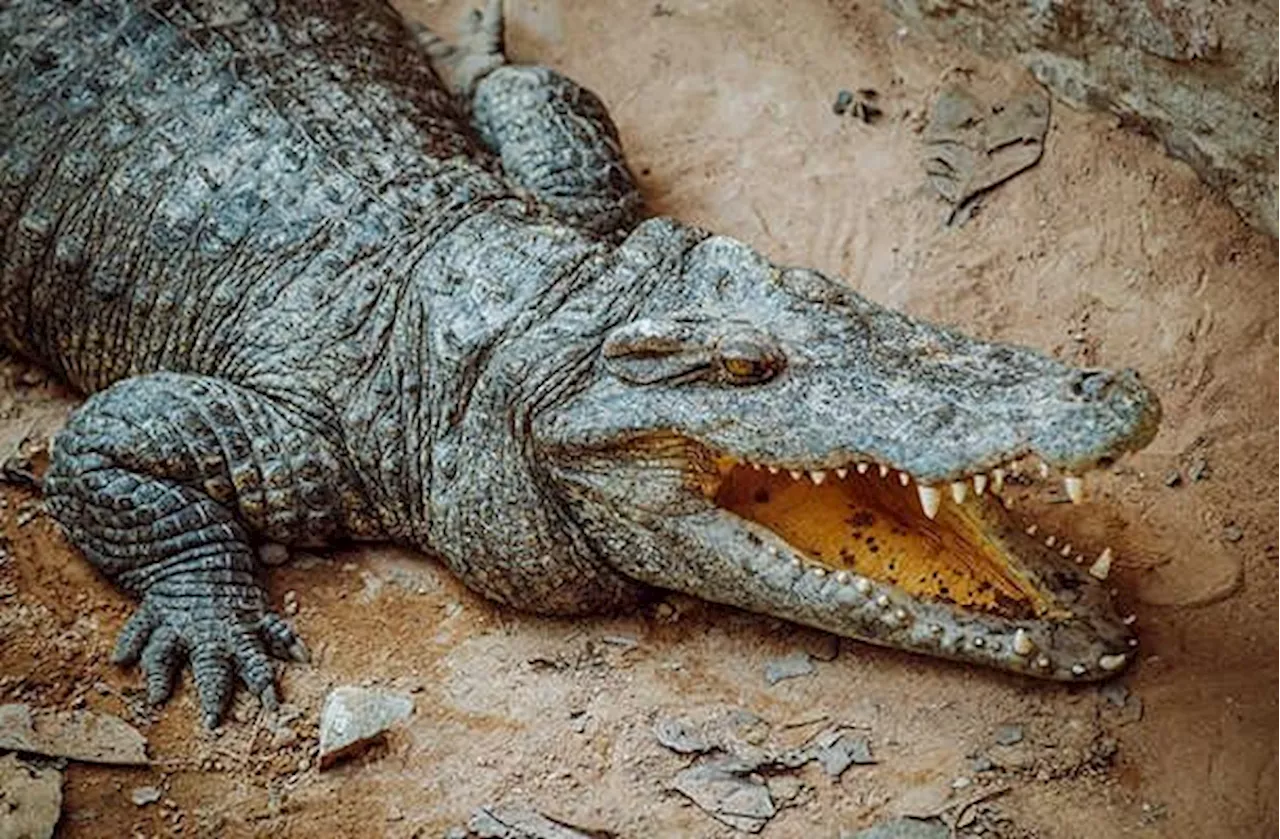 Crocodile mauls Indonesia plantation worker to death at palm oil estate