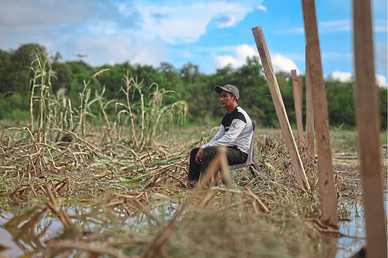 Farmer loses nearly RM20,000 as floods destroy crops