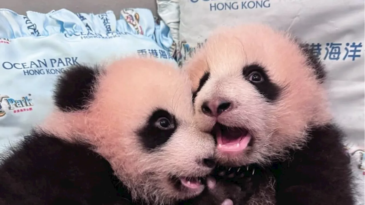 Panda Watch: Hong Kong’s twin cubs weigh 40 times more than at birth