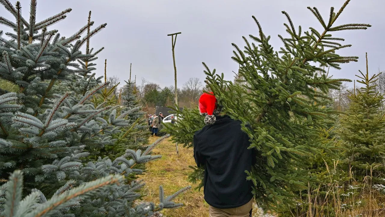 Landesforsten: Im Nordosten werden die ersten Weihnachtsbäume verkauft