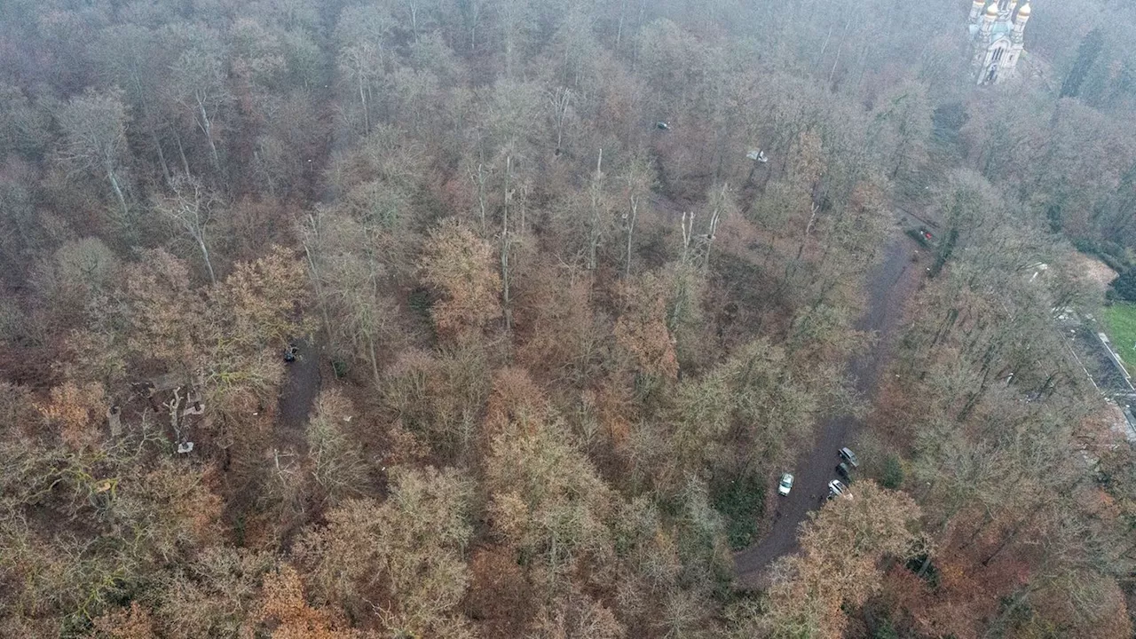 Naturnaher Mischwald: Stadtwald Wiesbaden zum 'Waldgebiet des Jahres' gekürt