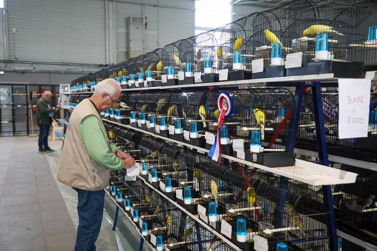 6 400 oiseaux de concours au Parc des expositions d’Agen