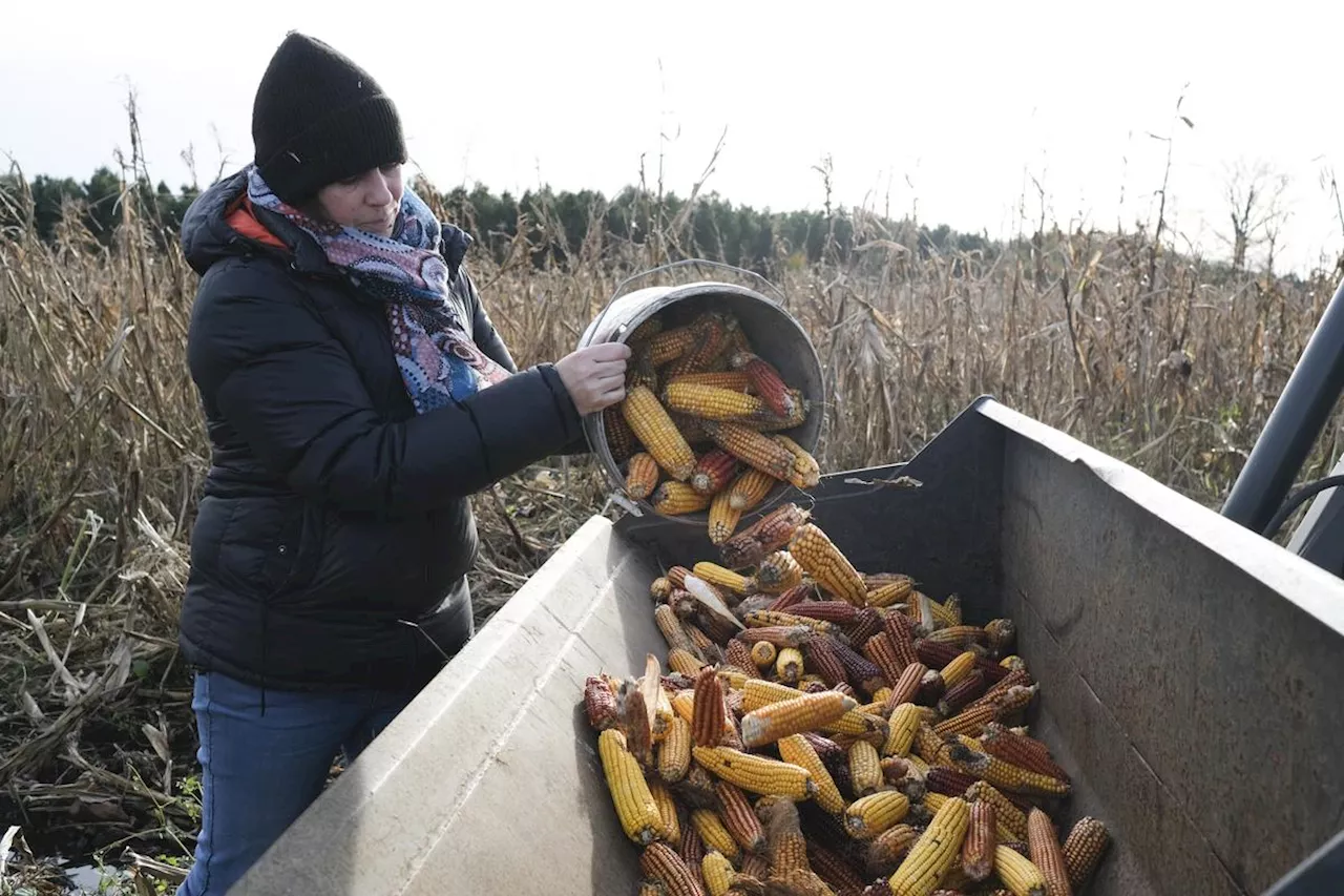 « Ce sont des variétés de plus en plus rares » : dans les Landes, une initiative pour préserver les « semences anciennes »