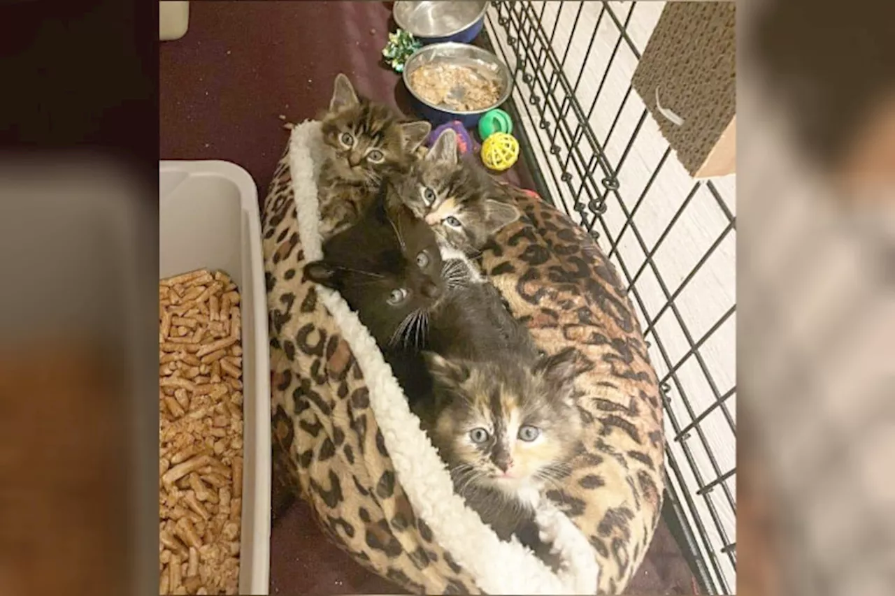 BC SPCA recovers adult cats and kittens from Kamloops property