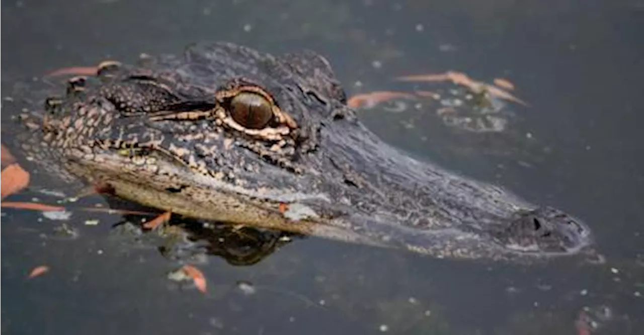 Crocodile mauls Indonesia plantation worker to death