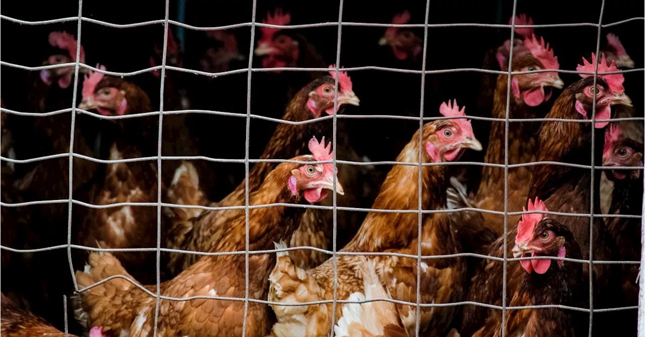 It’s Time to End the Denial About Bird Flu