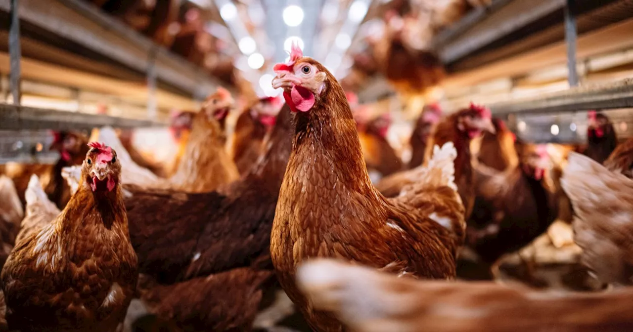 Fears About A Possible Bird Flu Pandemic Grow: What To Know