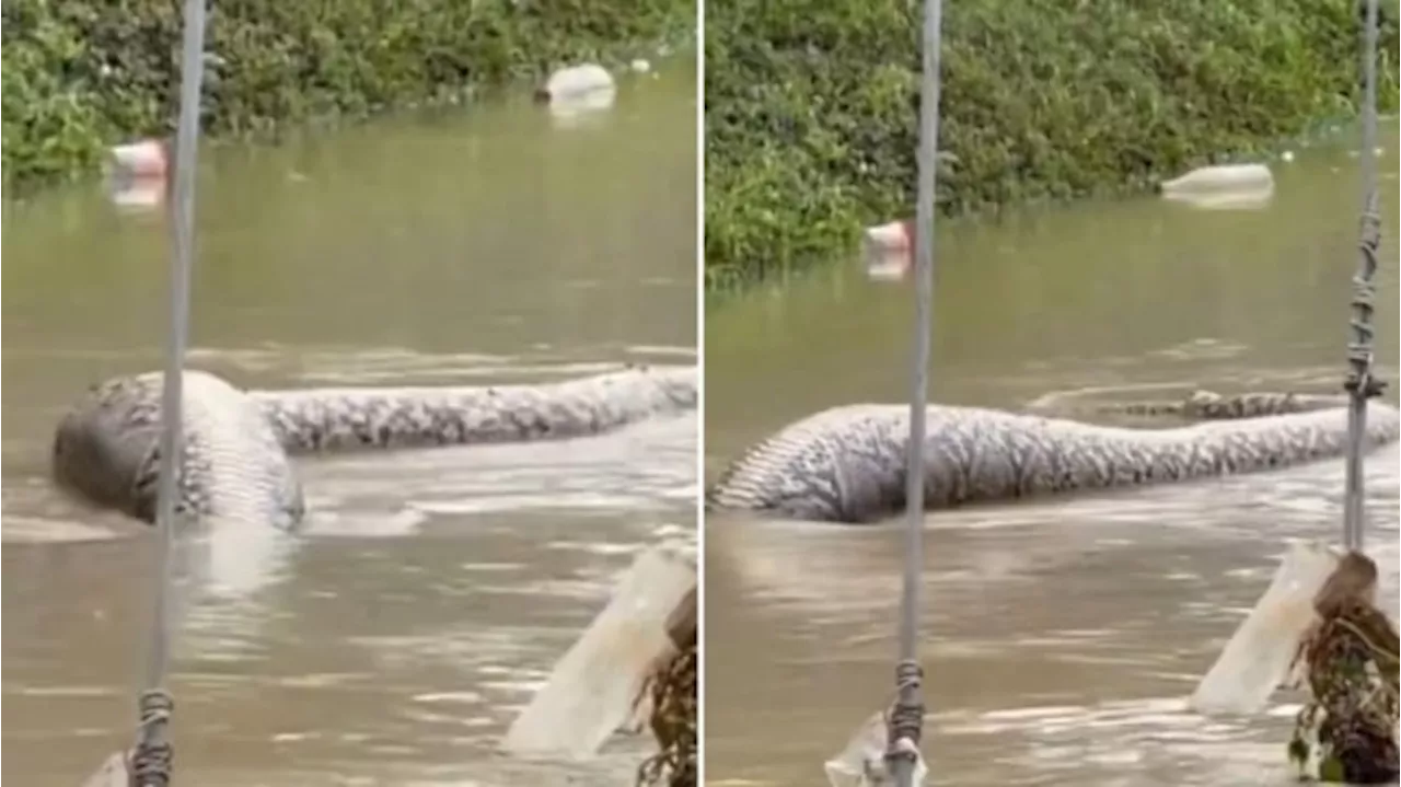 Ngeri! Video Viral Penampakan Ular Raksasa Muncul Saat Banjir, Netizen: Gede Banget