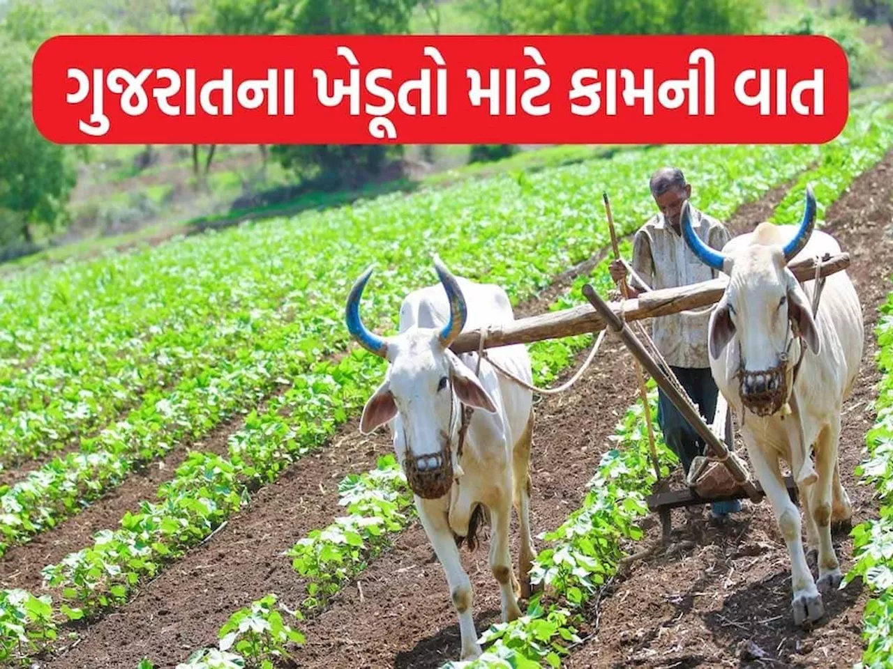 ગુજરાતના 12 પ્રગતિશીલ ખેડૂતો બન્યા ઉદાહરણરૂપ! CM ભુપેન્દ્ર પટેલે ખુદ પુરસ્કારથી કર્યા પ્રોત્સાહિત