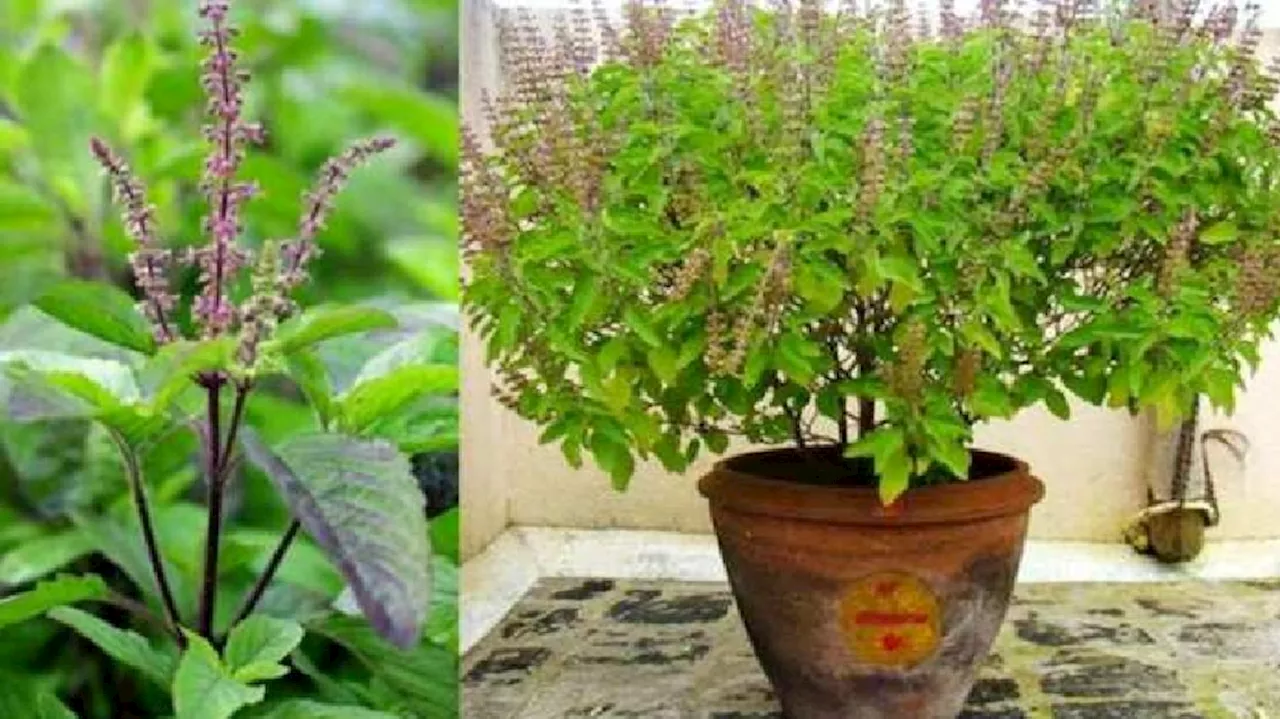 Holy Basil: ಚಳಿಗಾಲದಲ್ಲಿ ತುಳಸಿ ಗಿಡದ ಸರಿಯಾದ ಆರೈಕೆಗೆ ಈ ಸಿಂಪಲ್‌ ಟಿಪ್ಸ್‌ ಫಾಲೋ ಮಾಡಿ