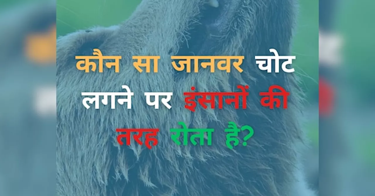 Trending Quiz: जानिए, कौन सा जानवर चोट लगने पर इंसानों की तरह रोता है?