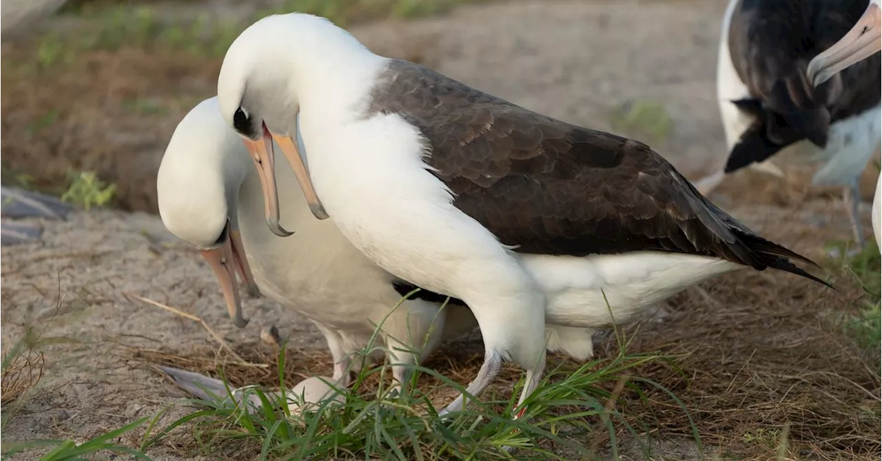 The world's oldest wild bird is still flying around the pacific ocean at the ripe old age of 74