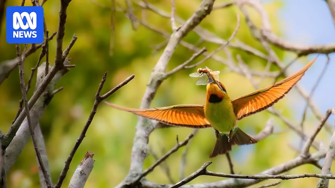 Birdwatchers no longer 'men wearing suits and ties' as hobby rises in popularity among young people