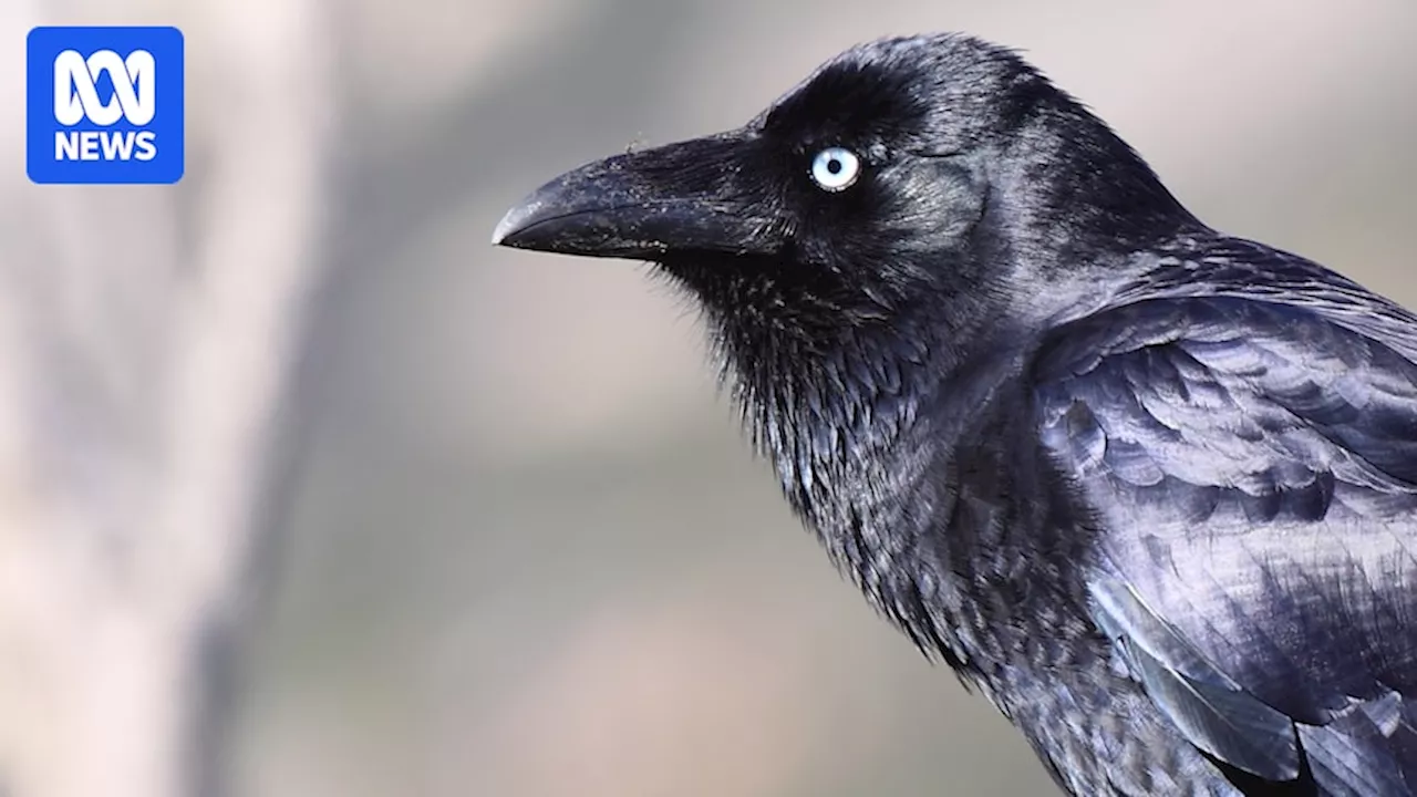 Is it a crow or a raven? Birdwatching tips for identifying corvids