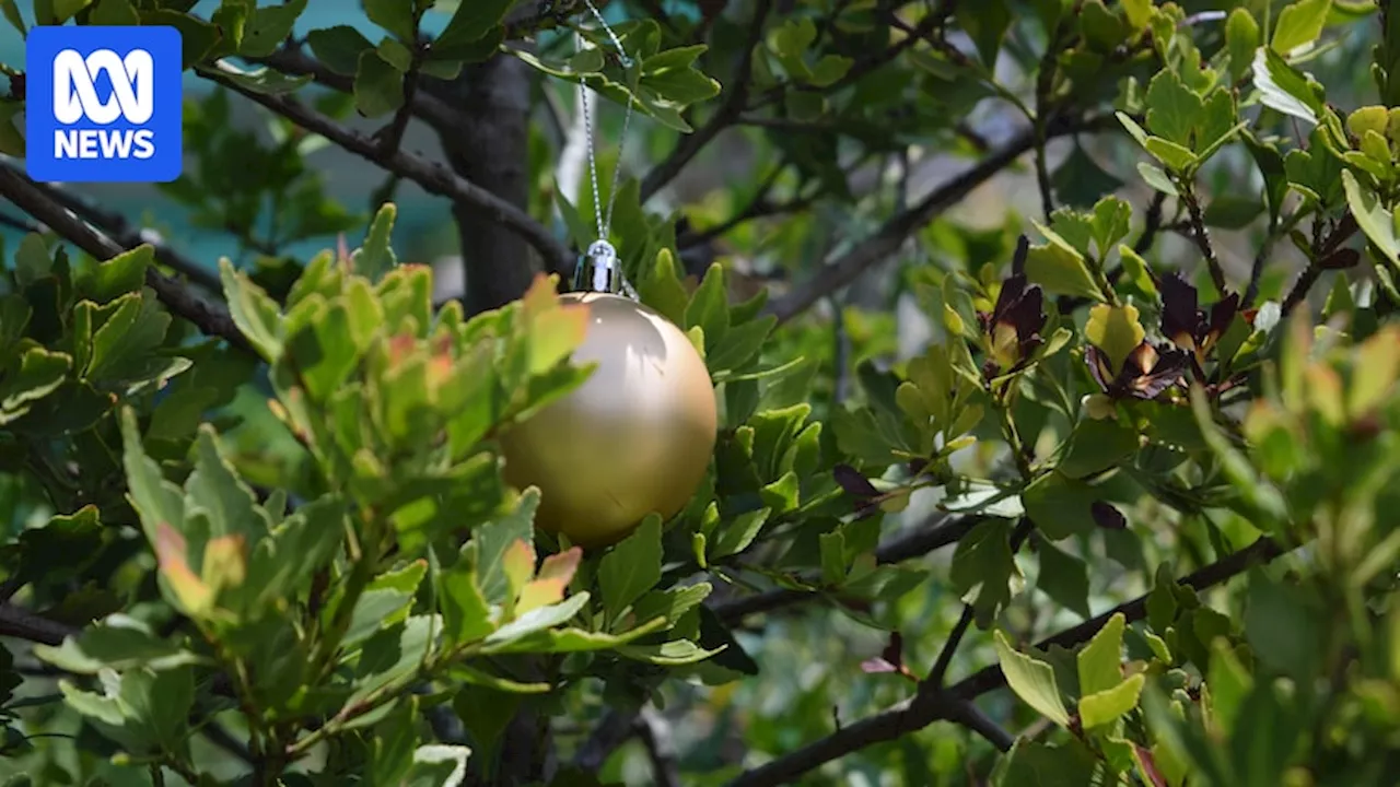 Want a different Christmas tree this year? Many native species fit the bill