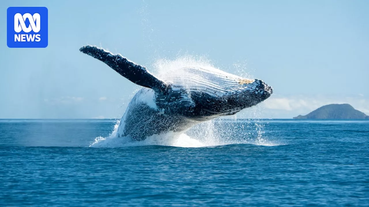 'Whale influencers' piloting low-flying drones hinder research and risk injury