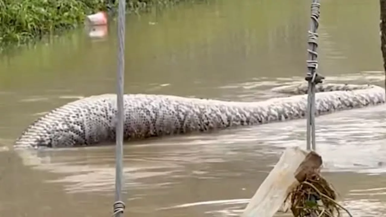 Anwohner entsetzt: Hier schwimmt ein 6-Meter-Monster