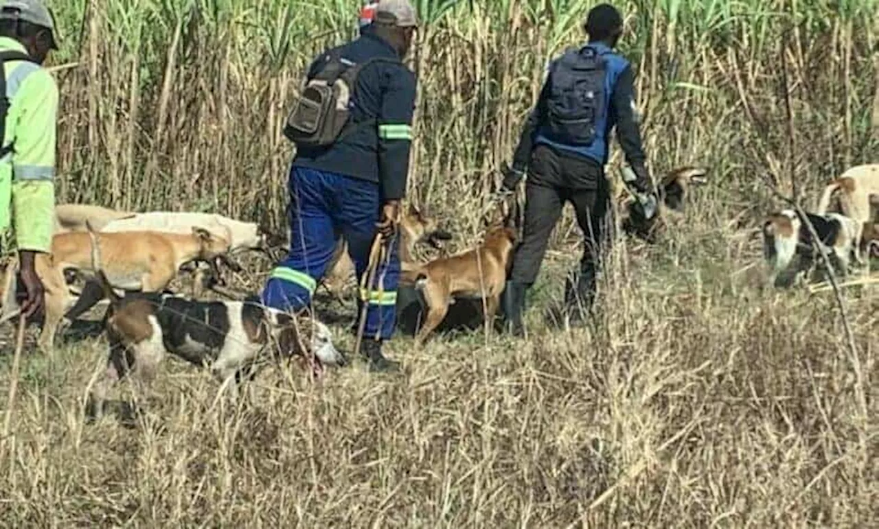 KZN’s Mount Moreland wetland faces growing poaching threat