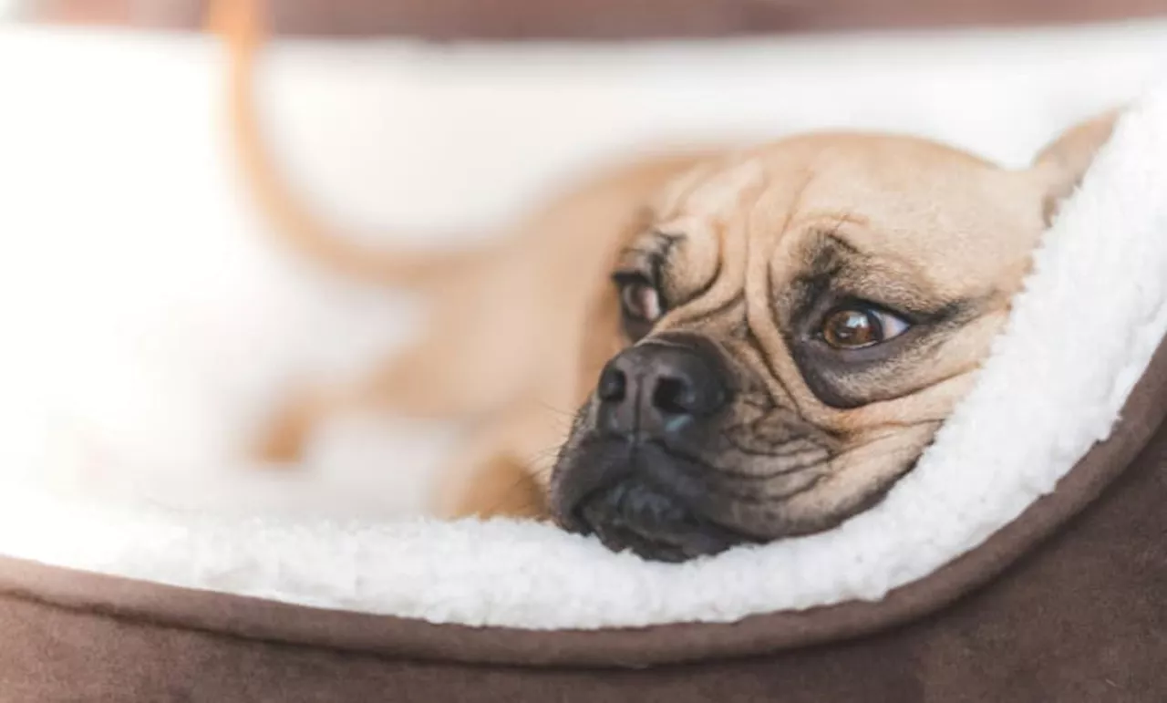 Pet anxiety: 3 common triggers and how to manage them