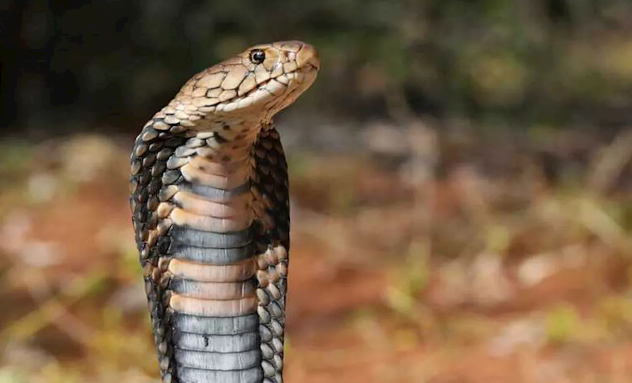 Snakebite fatality in KZN highlights SA’s antivenom shortage