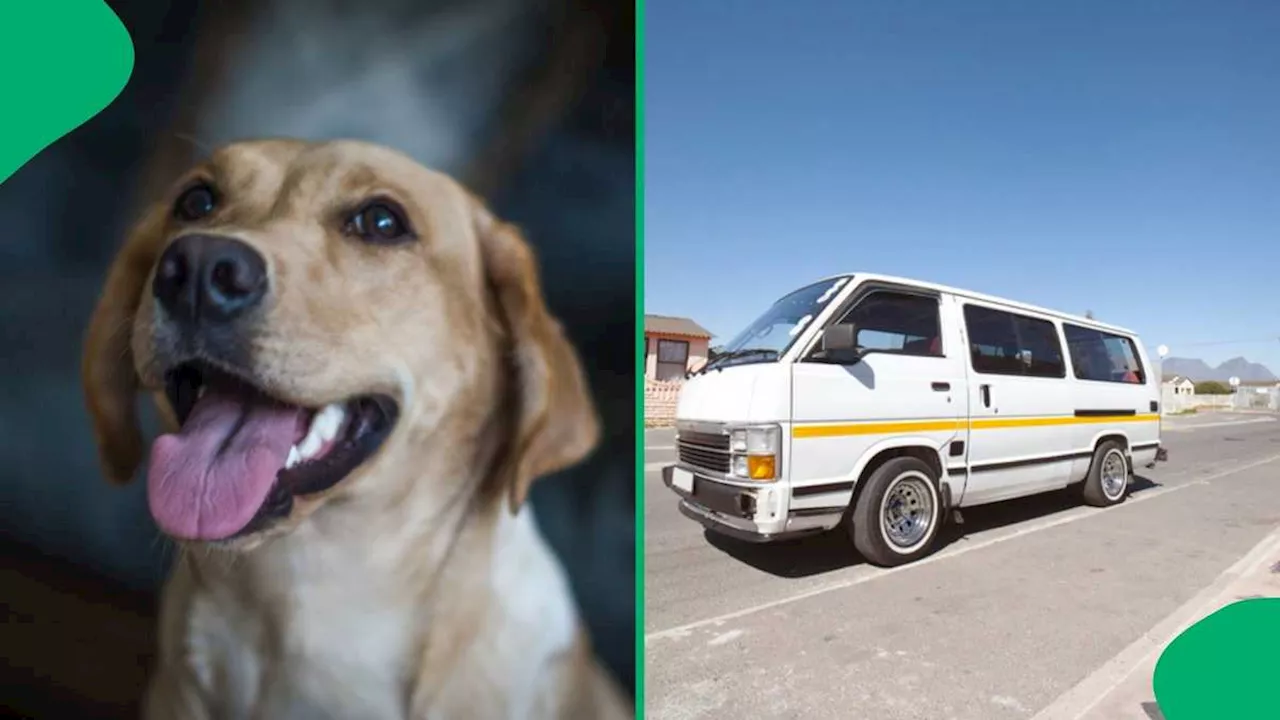 “Bathong Passenger Princess”: SA Cracks Jokes Over Video of a Dog in a Taxi