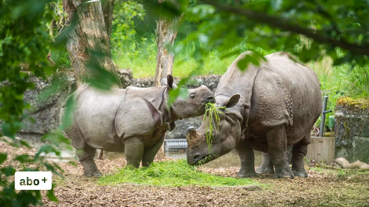 Partnervermittlung für Tiere: Bei der Zucht gehen die Zoos über die Bücher