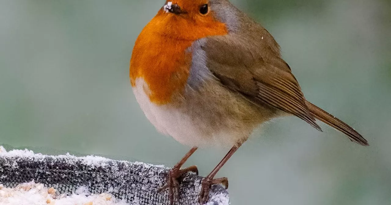 Gardeners given urgent warning if robins come into their gardens