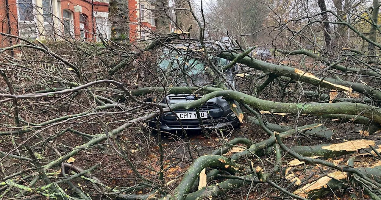 Mum 'glad' even though car 'written off' by fallen tree in Storm Darragh