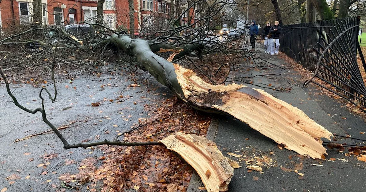 Storm Darragh causes chaos as tree falls on car