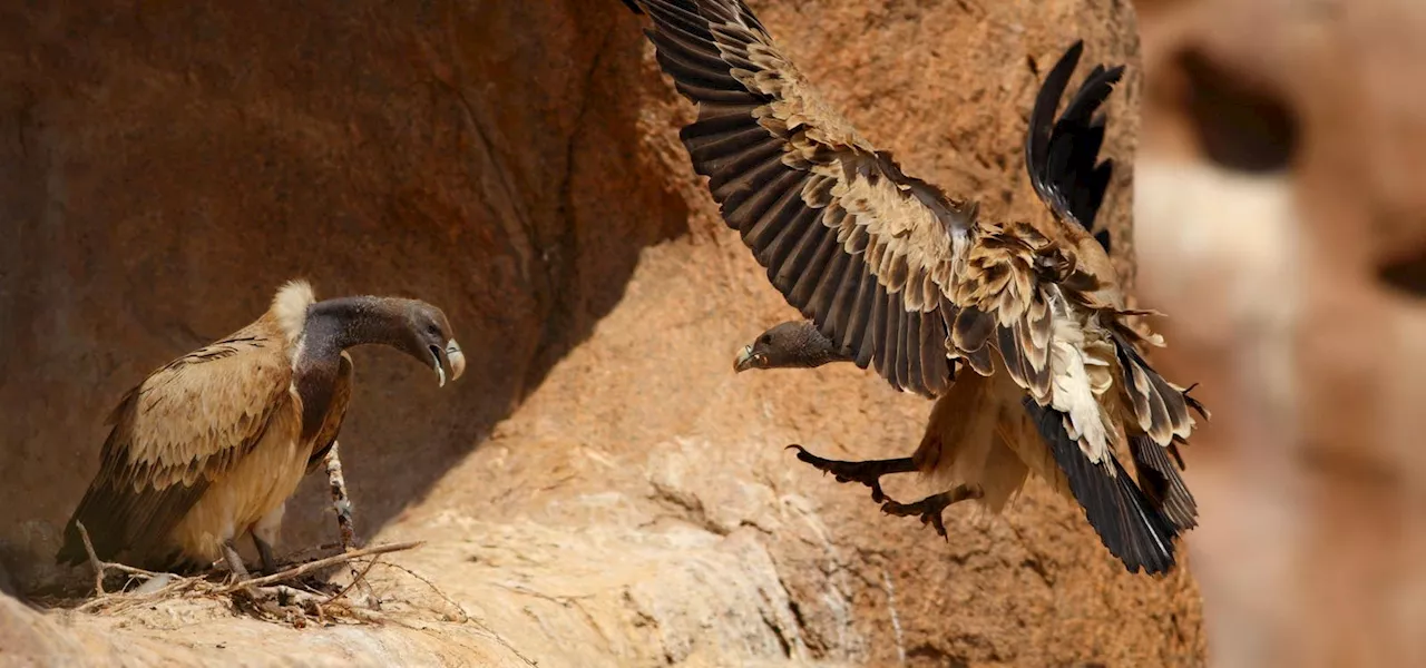 The Vultures Disappeared And Half A Million People Died—A Biologist Explains Why