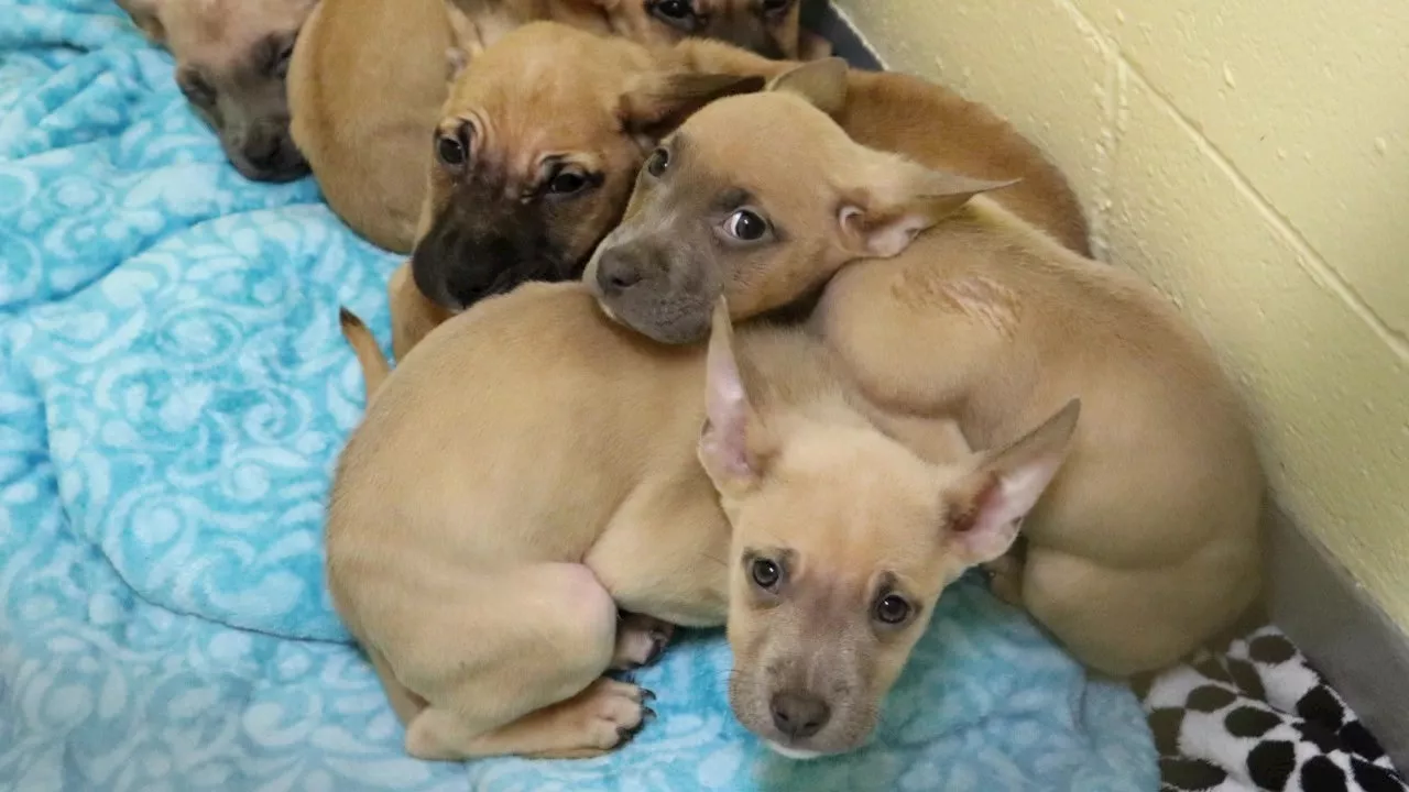 Tacoma animal shelter caring for 6 severely malnourished puppies