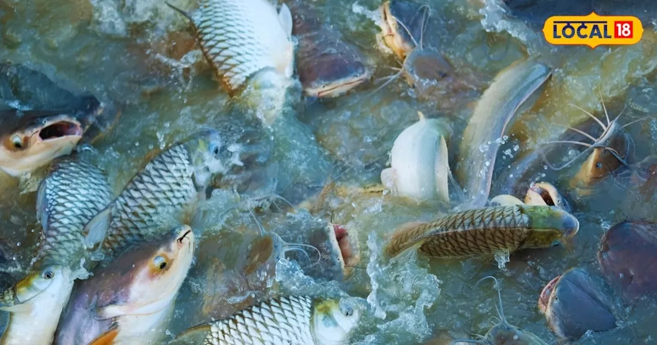 Fish Farming: खेती से मछली पालन तक, जानें कैसे मधुसूदन दास ने बदली अपनी किस्मत, अब कर रहे लाखों की कमाई