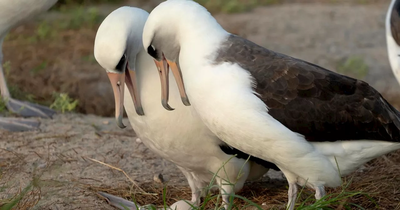 Oldest Known Wild Bird Has Been Spotted Again — And She's Got A New Boyfriend