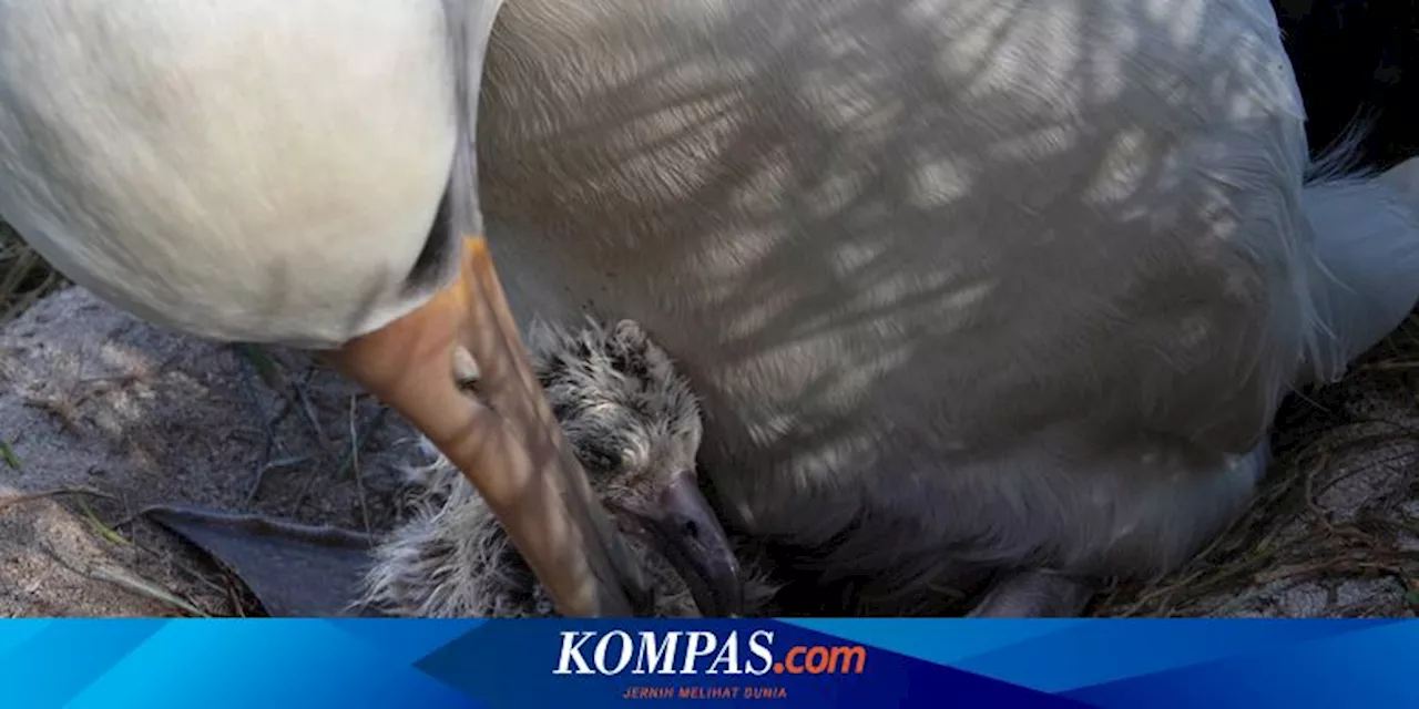 Burung Liar Tertua di Dunia Bertelur Lagi pada Usia 74 Tahun