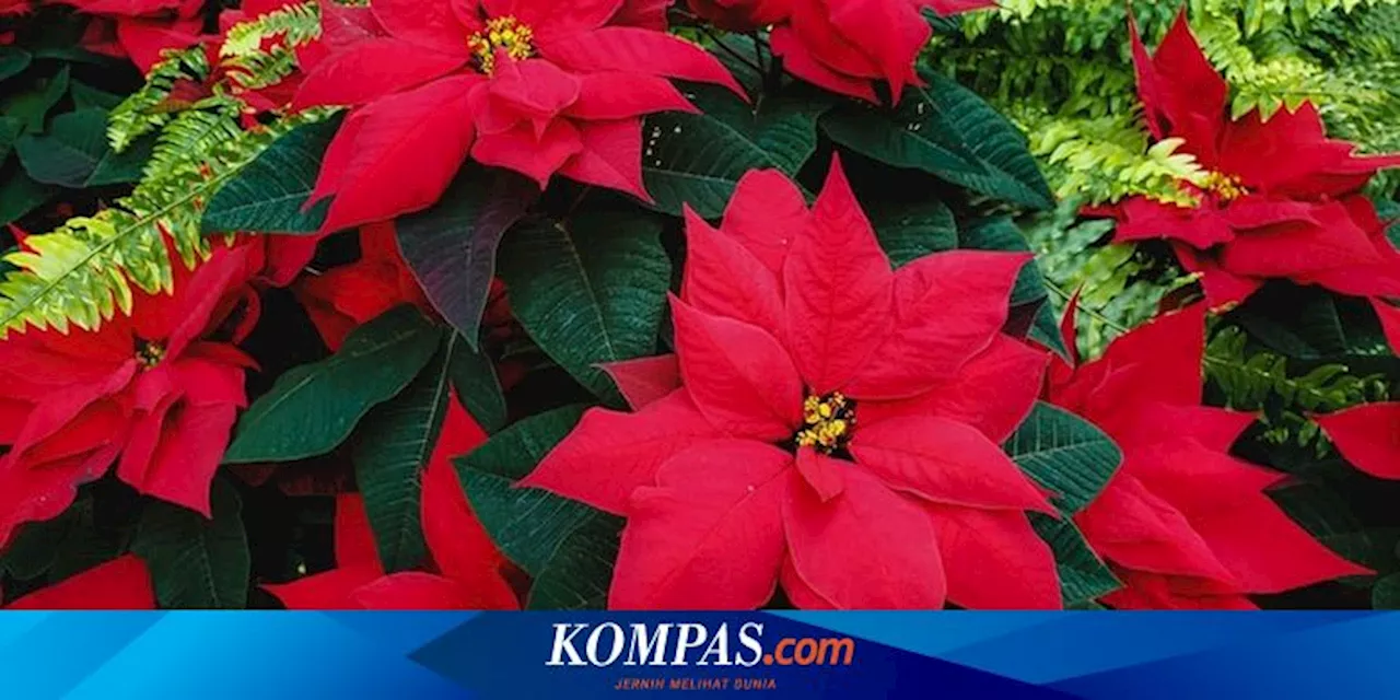 Cara Menyiram Tanaman Poinsettia agar Tetap Tumbuh