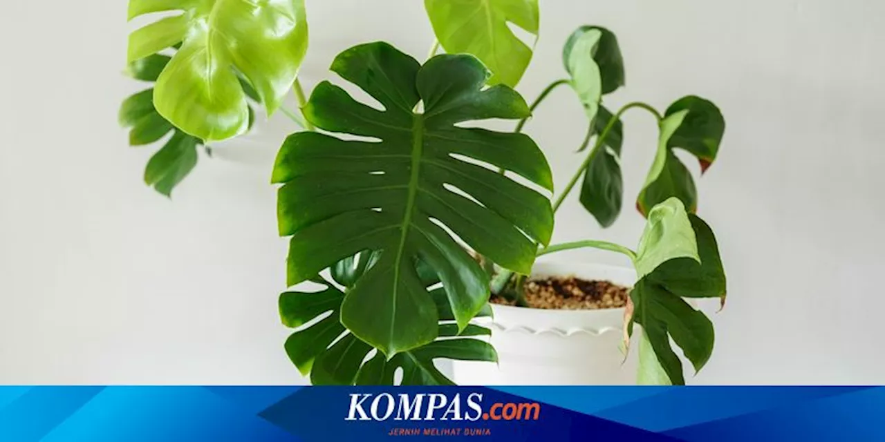 Cara Merawat Tanaman Monstera Deliciosa agar Tumbuh Subur