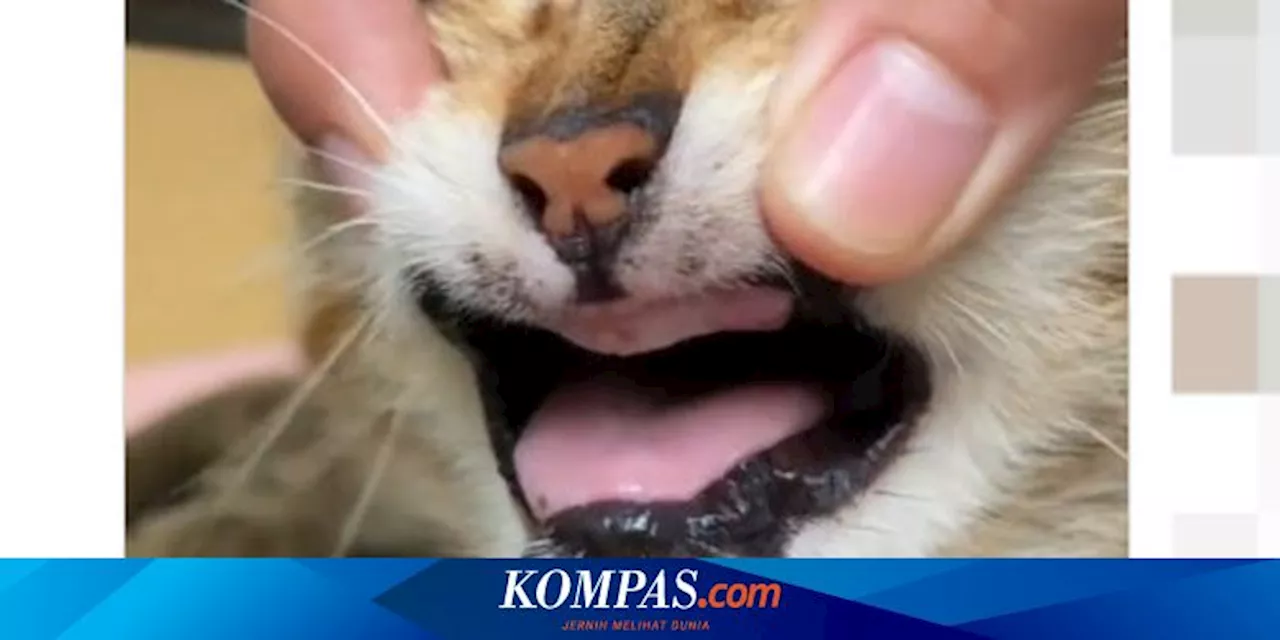 Ramai soal Kucing Tidak Punya Gigi alias Ompong, Kok Bisa?