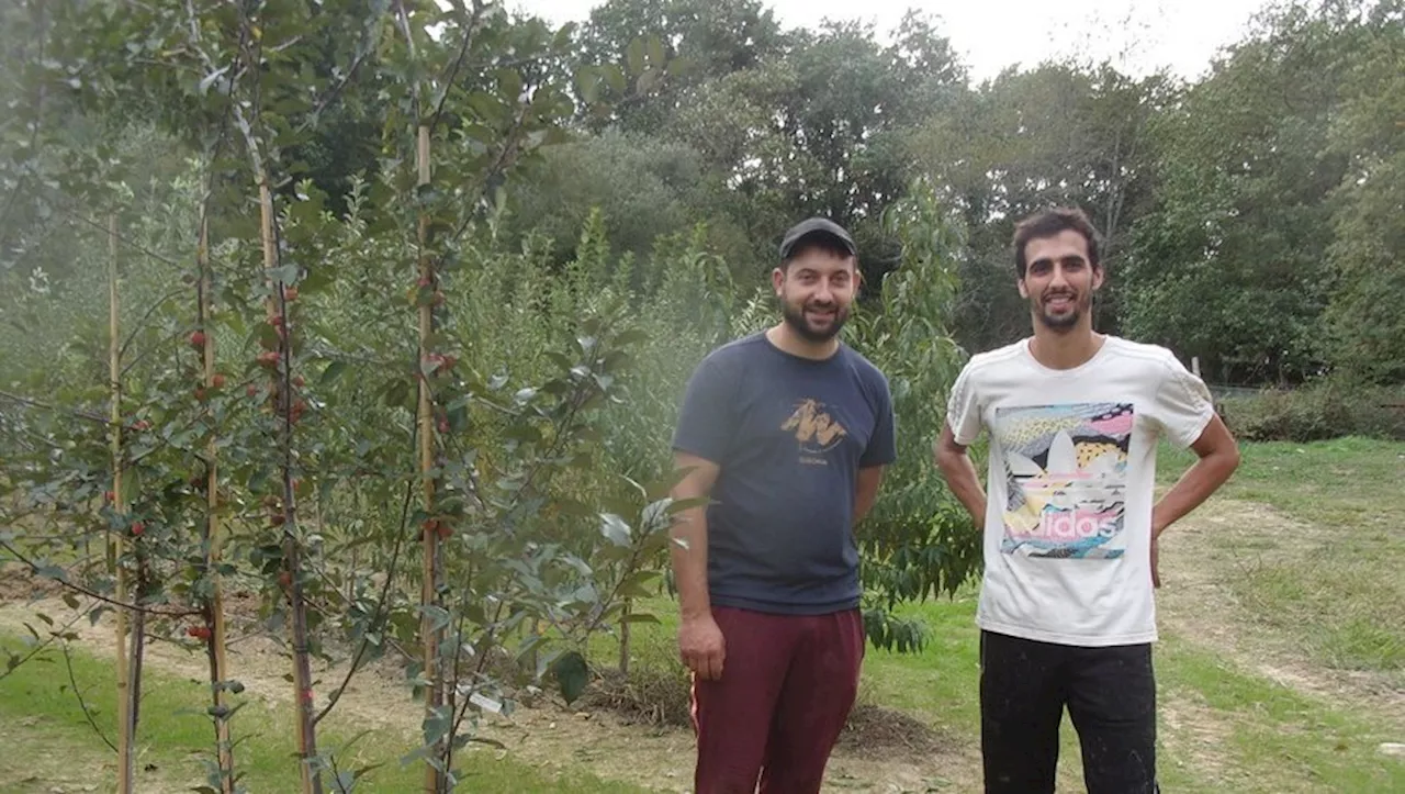 Najac. Le marché aux arbres est à découvrir ce dimanche au marché dominical